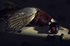 The Flying Elk – Pheasant