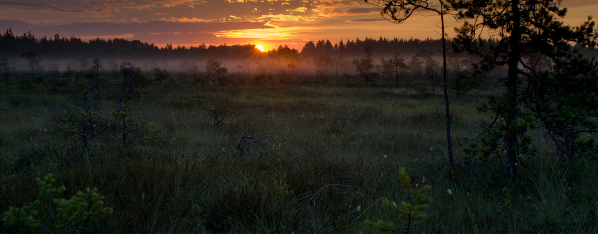 tfe_sommar